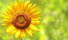 五阶双头向日葵最新爆料,神秘特性引发热议，植物界新霸主诞生